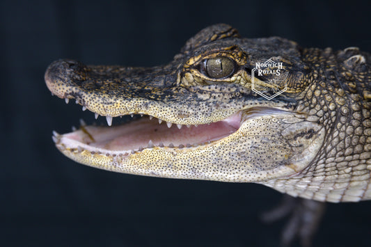 American Alligator