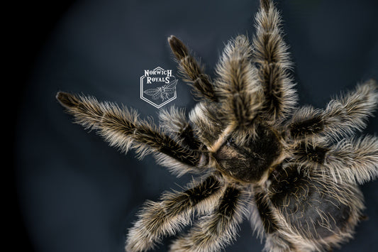 Curly hair tarantula