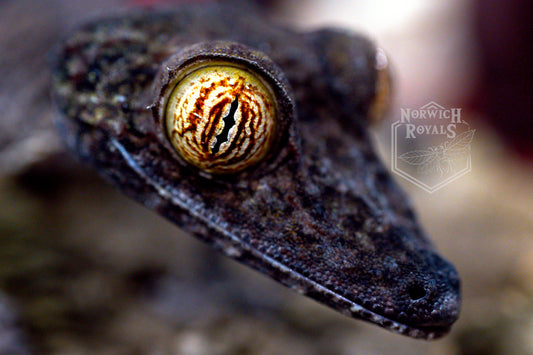 Gecko eye