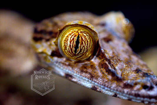 Red form Gecko Eye