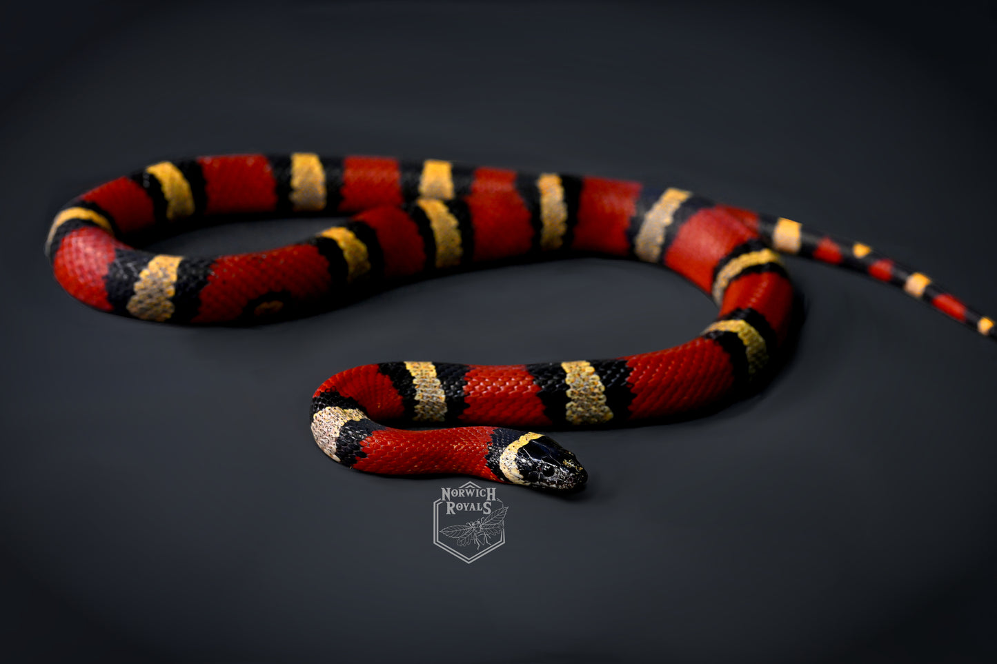 Pueblan Milk Snake