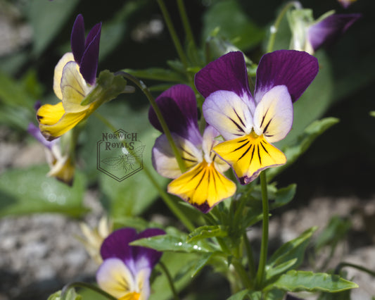 Pansy Flower