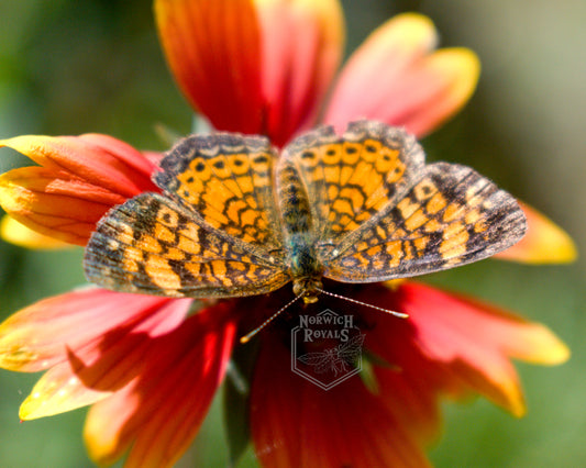 Pearl Crescent Butterfly