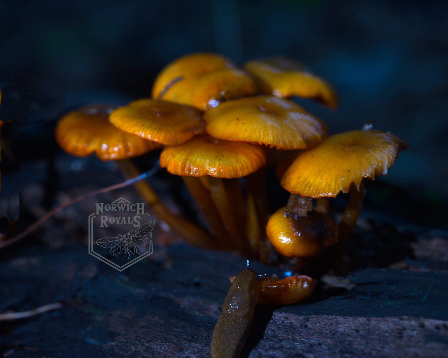 Mushroom Hut