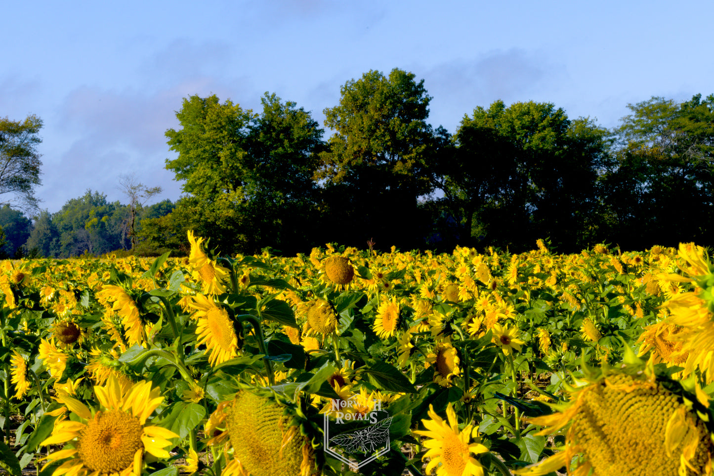 Sunflower Field