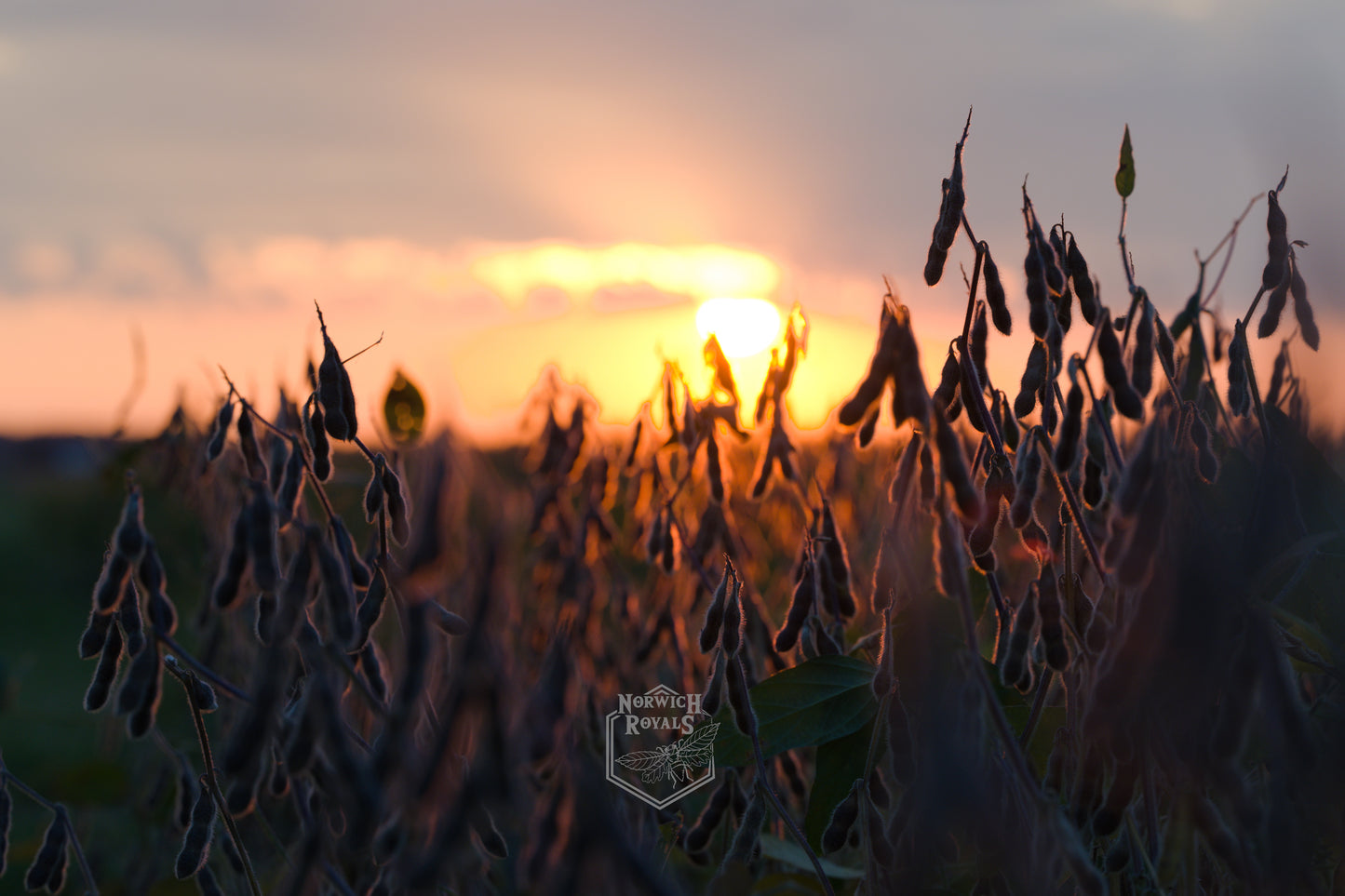 Bean Field