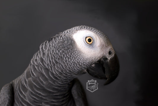 African gray Parrot