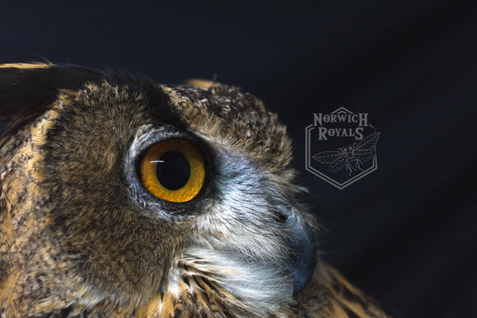 Eurasian eagle owl